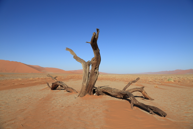 _17C0972 Dead trees.JPG